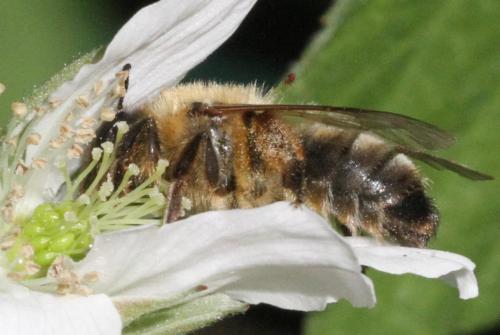 Réf. 323 172 : Andrena nigroaenea